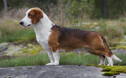 Basset Alemão da Vestfália