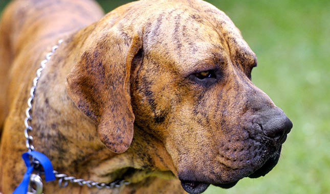 over sjæl gammel Fila Brasileiro - EnciclopetEnciclopet